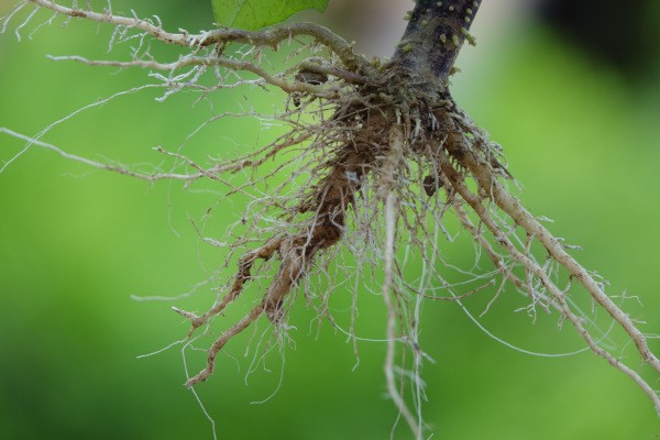 Фитогормоны: стимуляция роста и корнеобразования растений